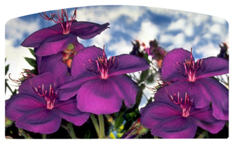 DACRO-025 Purple Roadsidea